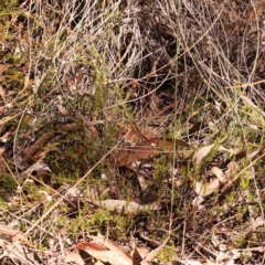 Leucopogon virgatus at Bruce, ACT - 29 Oct 2023