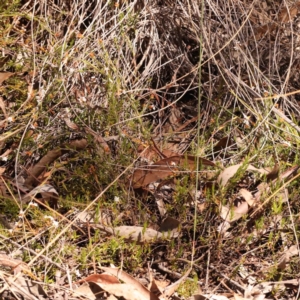 Leucopogon virgatus at Bruce, ACT - 29 Oct 2023