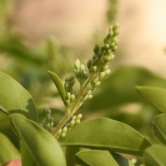 Ligustrum sinense (Narrow-leaf Privet, Chinese Privet) at Bruce Ridge to Gossan Hill - 28 Oct 2023 by ConBoekel