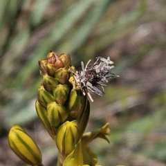 Heliocosma (genus - immature) (A tortrix or leafroller moth) at The Pinnacle - 29 Oct 2023 by sangio7