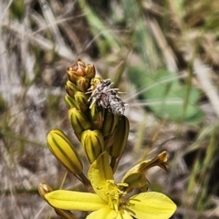 Heliocosma (genus - immature) at The Pinnacle - 29 Oct 2023