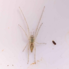 Cheiracanthiidae (family) at Bruce, ACT - 29 Oct 2023 by ConBoekel