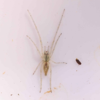 Unidentified Spider (Araneae) at Bruce Ridge - 28 Oct 2023 by ConBoekel