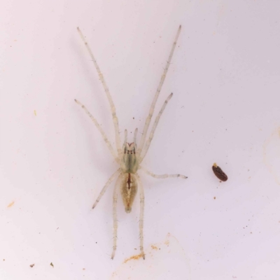 Cheiracanthiidae (family) at Bruce, ACT - 29 Oct 2023 by ConBoekel