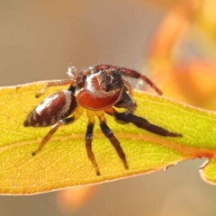 Opisthoncus nigrofemoratus (Black-thighed jumper) at Bruce, ACT - 29 Oct 2023 by ConBoekel