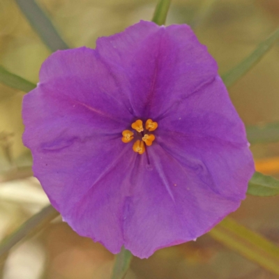 Solanum linearifolium (Kangaroo Apple) at Bruce Ridge to Gossan Hill - 29 Oct 2023 by ConBoekel