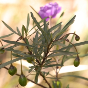 Solanum linearifolium at Bruce, ACT - 29 Oct 2023 11:14 AM