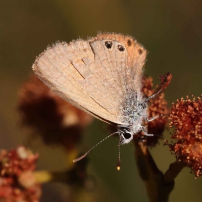Nacaduba biocellata (Two-spotted Line-Blue) at Bruce Ridge - 28 Oct 2023 by ConBoekel