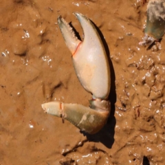 Cherax destructor (Common Yabby) at Bruce, ACT - 28 Oct 2023 by ConBoekel