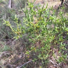 Styphelia triflora (Five-corners) at Majura, ACT - 30 Oct 2023 by abread111