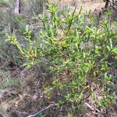 Styphelia triflora (Five-corners) at Majura, ACT - 30 Oct 2023 by abread111