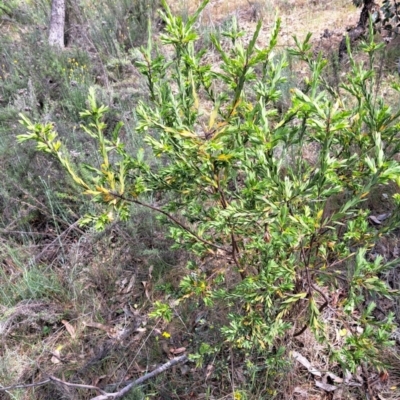 Styphelia triflora (Five-corners) at Majura, ACT - 30 Oct 2023 by abread111