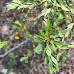 Styphelia triflora at Majura, ACT - 30 Oct 2023