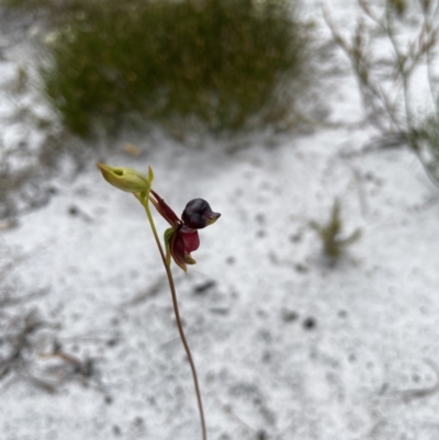 Caleana major (Large Duck Orchid) at West Coraki, NSW - 3 Oct 2023 by Sanpete