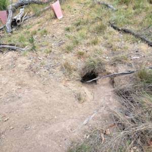 Oryctolagus cuniculus at Majura, ACT - 30 Oct 2023