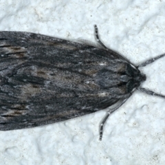 Chlenias banksiaria group (A Geometer moth) at Ainslie, ACT - 12 Jun 2023 by jb2602