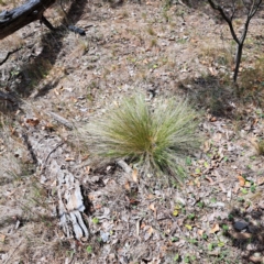 Nassella trichotoma (Serrated Tussock) at Majura, ACT - 30 Oct 2023 by abread111