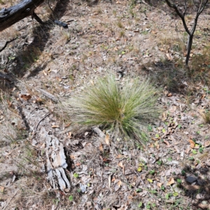 Nassella trichotoma at Majura, ACT - 30 Oct 2023 11:24 AM