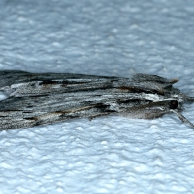 Chlenias banksiaria group (A Geometer moth) at Ainslie, ACT - 11 Jun 2023 by jb2602