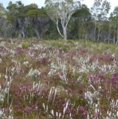 Boronia falcifolia (Wallum Boronia) at Wallum - 13 Sep 2014 by Sanpete