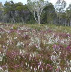 Boronia falcifolia (Wallum Boronia) at Brunswick Heads, NSW - 13 Sep 2014 by Sanpete
