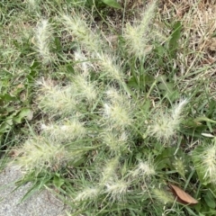 Cenchrus longisetus (Feathertop Grass) at QPRC LGA - 30 Oct 2023 by SteveBorkowskis