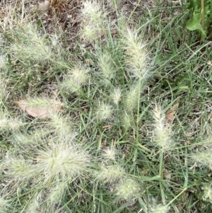 Cenchrus longisetus at Queanbeyan, NSW - 30 Oct 2023