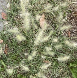 Cenchrus longisetus at Queanbeyan, NSW - 30 Oct 2023