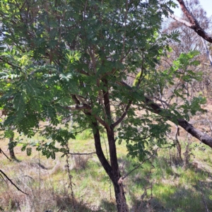 Sorbus domestica at Majura, ACT - 30 Oct 2023