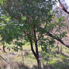 Sorbus domestica (Service Tree) at Mount Majura - 29 Oct 2023 by abread111