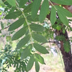 Sorbus domestica at Majura, ACT - 30 Oct 2023 10:40 AM