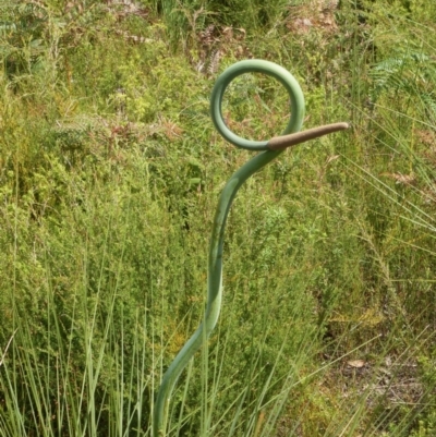 Xanthorrhoea macronema (Bottle Brush Grasstree, Forest Grasstree) at Wallum - 10 Oct 2020 by Sanpete