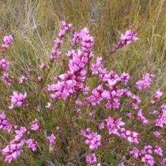 Boronia falcifolia (Wallum Boronia) at Brunswick Heads, NSW - 13 Sep 2014 by Sanpete
