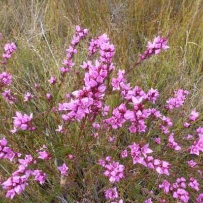 Boronia falcifolia (Wallum Boronia) at Wallum - 13 Sep 2014 by Sanpete