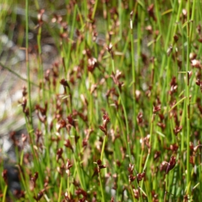 Unverified Plant at Brunswick Heads, NSW - 16 Aug 2020 by Sanpete