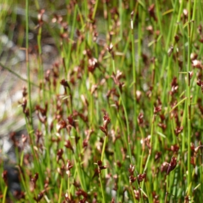 Unidentified Plant at Wallum - 16 Aug 2020 by Sanpete