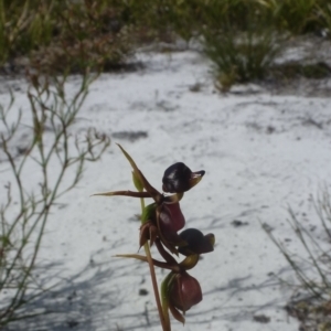 Caleana major at New Brighton, NSW - suppressed