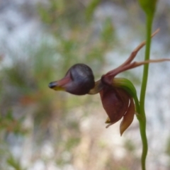 Caleana major at New Brighton, NSW - suppressed