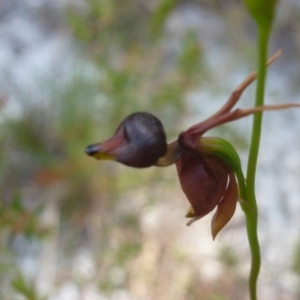 Caleana major at New Brighton, NSW - 21 Oct 2023