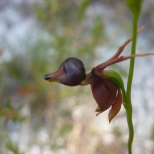Caleana major at New Brighton, NSW - suppressed