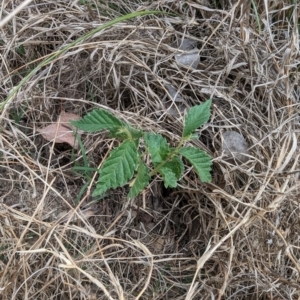 Ulmus sp. at Belconnen, ACT - 30 Oct 2023