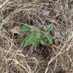 Ulmus sp. at Belconnen, ACT - 30 Oct 2023