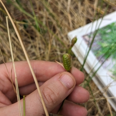 Romulea rosea var. australis (Onion Grass) at Belconnen, ACT - 30 Oct 2023 by rbannister