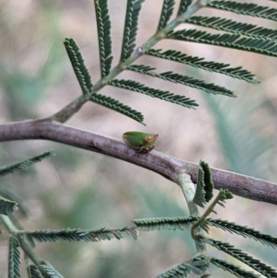 Sextius virescens (Acacia horned treehopper) at Flea Bog Flat to Emu Creek Corridor - 30 Oct 2023 by rbannister