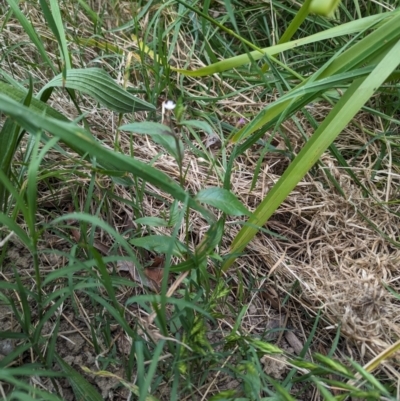 Epilobium ciliatum (A Willow Herb) at Belconnen, ACT - 30 Oct 2023 by rbannister