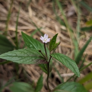 Epilobium ciliatum at Belconnen, ACT - 30 Oct 2023