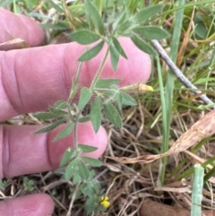 Lotus angustissimus (Slender Birds Foot Trefoil) at Kangaroo Valley, NSW - 30 Oct 2023 by lbradleyKV