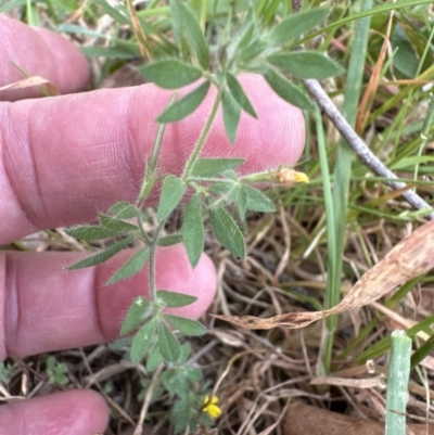 Lotus angustissimus (Slender Birds Foot Trefoil) at Kangaroo Valley, NSW - 30 Oct 2023 by lbradleyKV