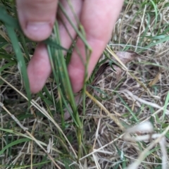 Vulpia (genus) (A Squirreltail Fescue) at Belconnen, ACT - 30 Oct 2023 by rbannister