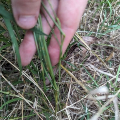 Vulpia (genus) (A Squirreltail Fescue) at Belconnen, ACT - 30 Oct 2023 by rbannister